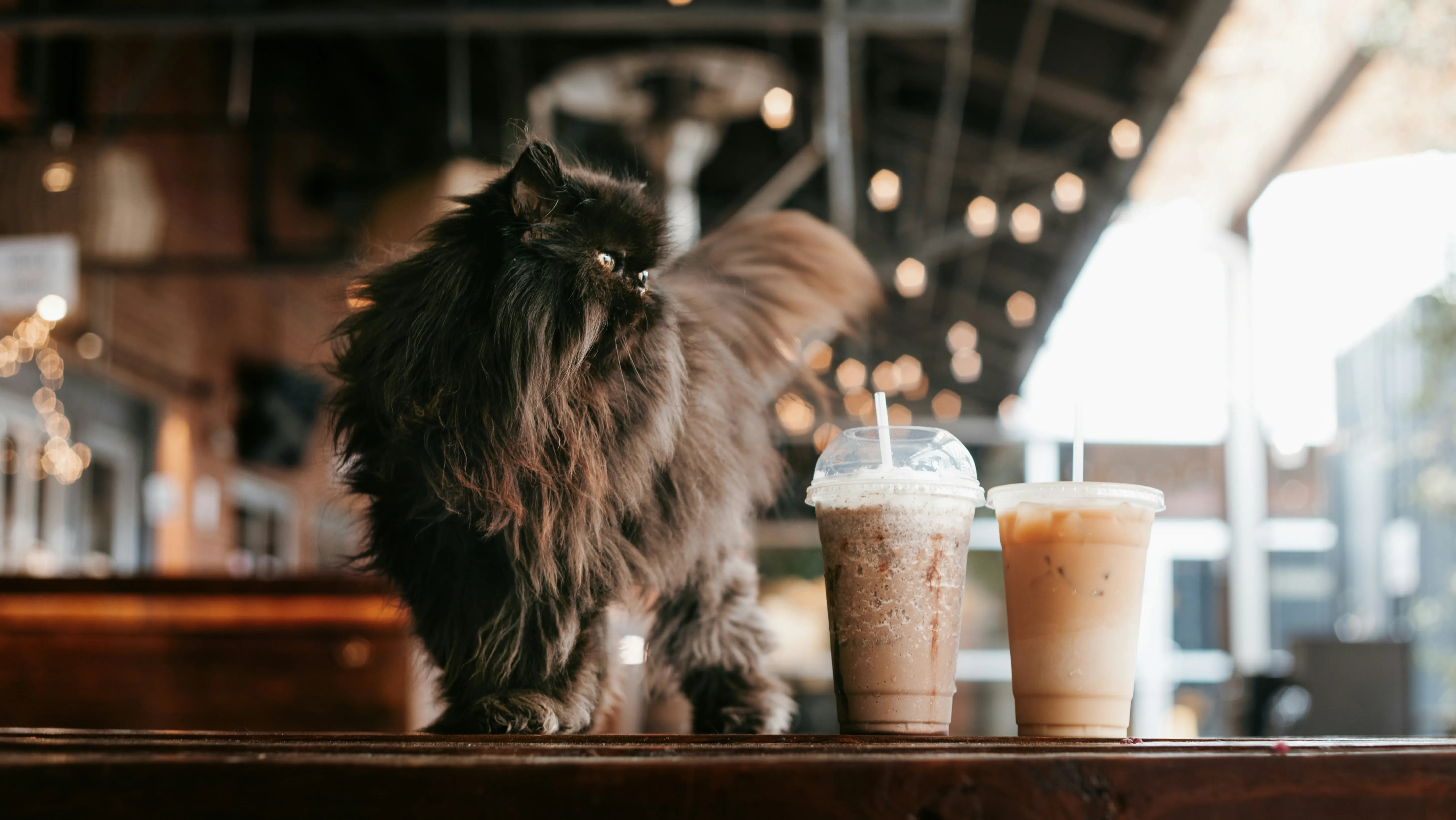 Black fluffy cat sitting next to two iced coffee drinks on wooden counter, cafe interior with bokeh lights in background