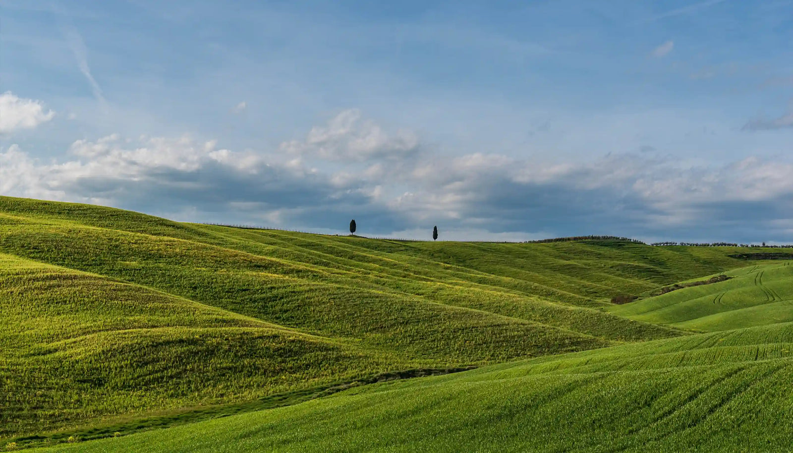 Sonnenbeschienene, grüne Hügel mit strukturierten Wiesen und zwei fernen Bäumen